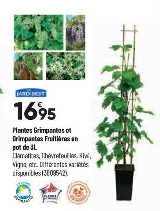 plantes grimpantes et grimpantes fruitières en pot de 3l jardi best