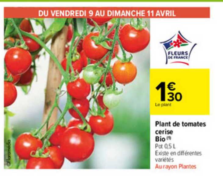 plant de tomates cerise bio