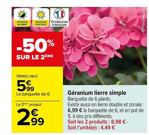 géranium lierre simple