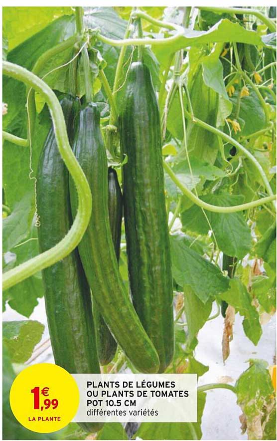 plants de légumes ou plants de tomates pot 10.5 cm