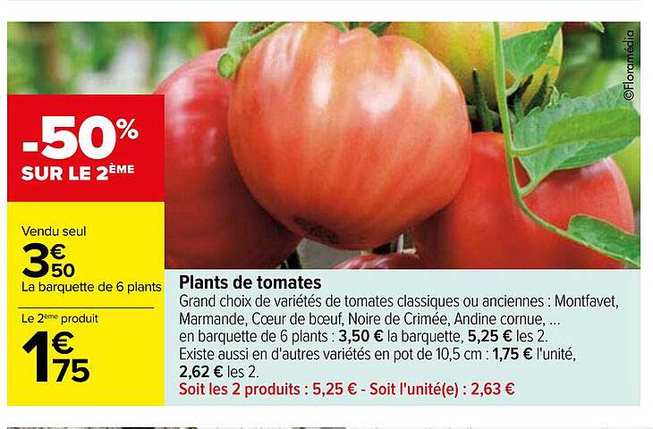 plants de tomates