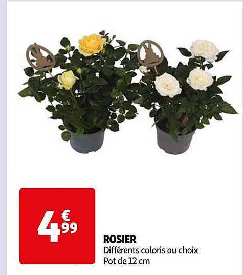Rosier
