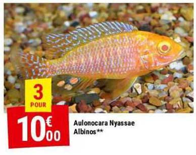 Aulonocara Nyassae Albinos
