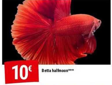 betta halfmoon