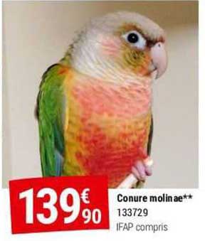 Conure Molinae