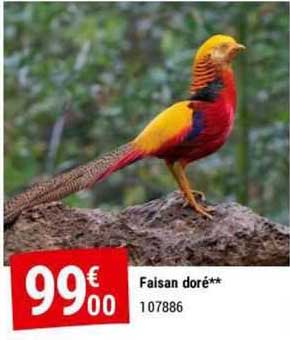 faisan doré