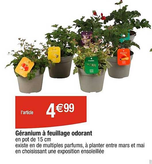 géranium à feuillage odorant