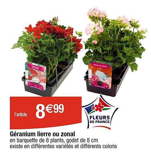 géranium lierre ou zonal