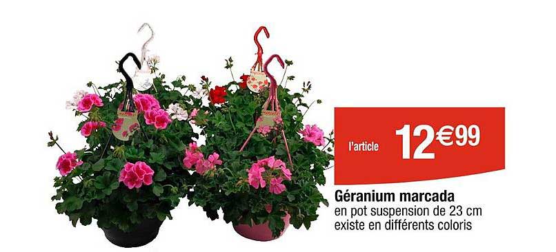 Géranium Marcada