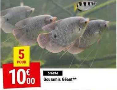 Gouramis Géant