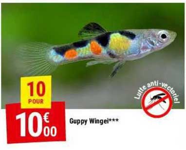 guppy wingel