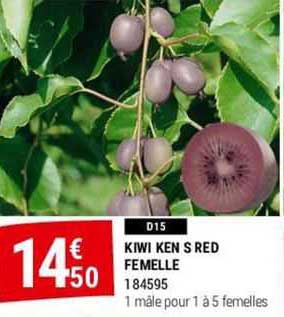 kiwi ken s red femelle