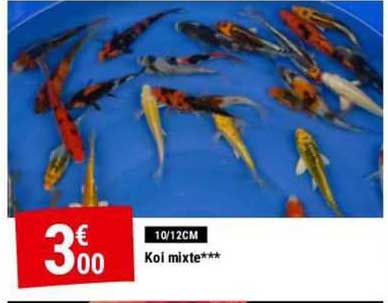 koi mixte