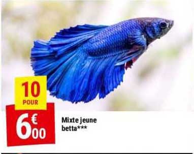 mixte jeune betta