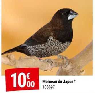 Moineau Du Japon
