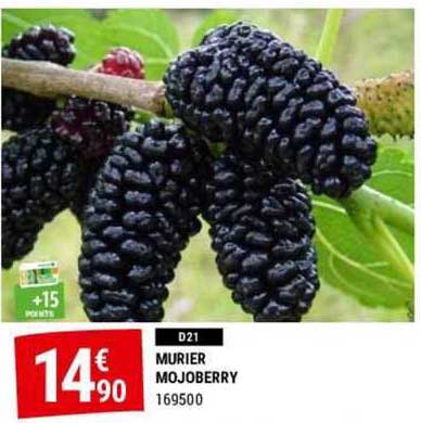 murier mojoberry