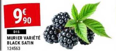 murier variété black satin