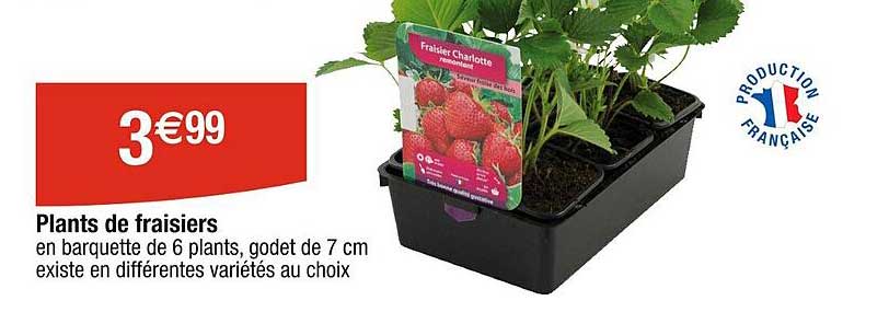 plants de fraisiers