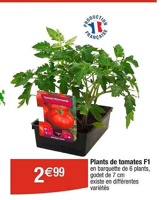 plants de tomates f1