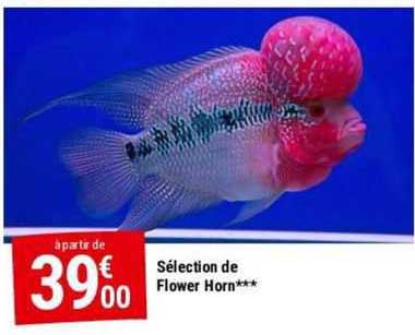 sélection de flower horn