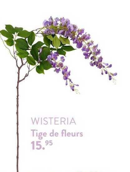 tige de fleurs wisteria