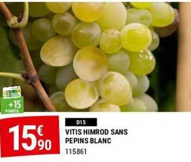 vitis himrod sans  pepins blanc