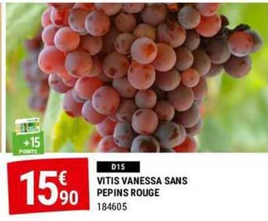 vitis vanessa sans  pepins rouge
