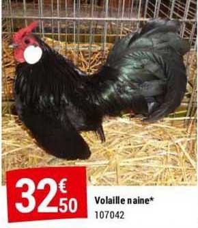 Volaille Naine