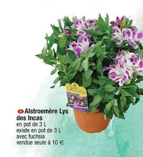 alstroemère lys des incas