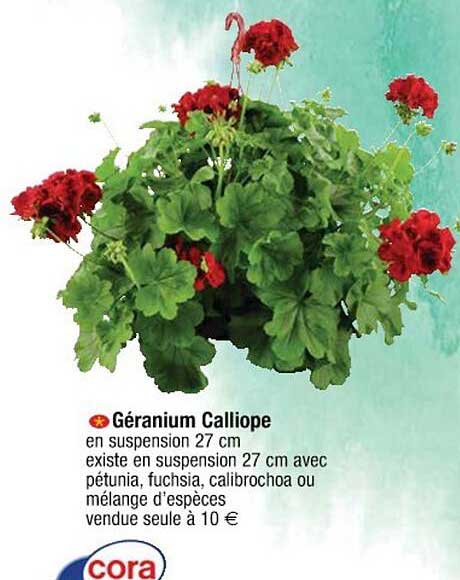 géranium calliope