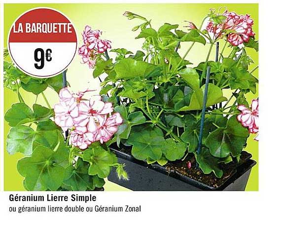 geranium lierre simple
