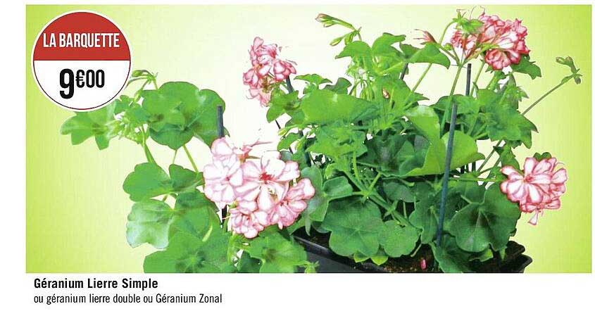 géranium lierre simple