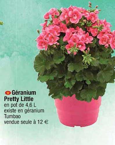 géranium pretty little