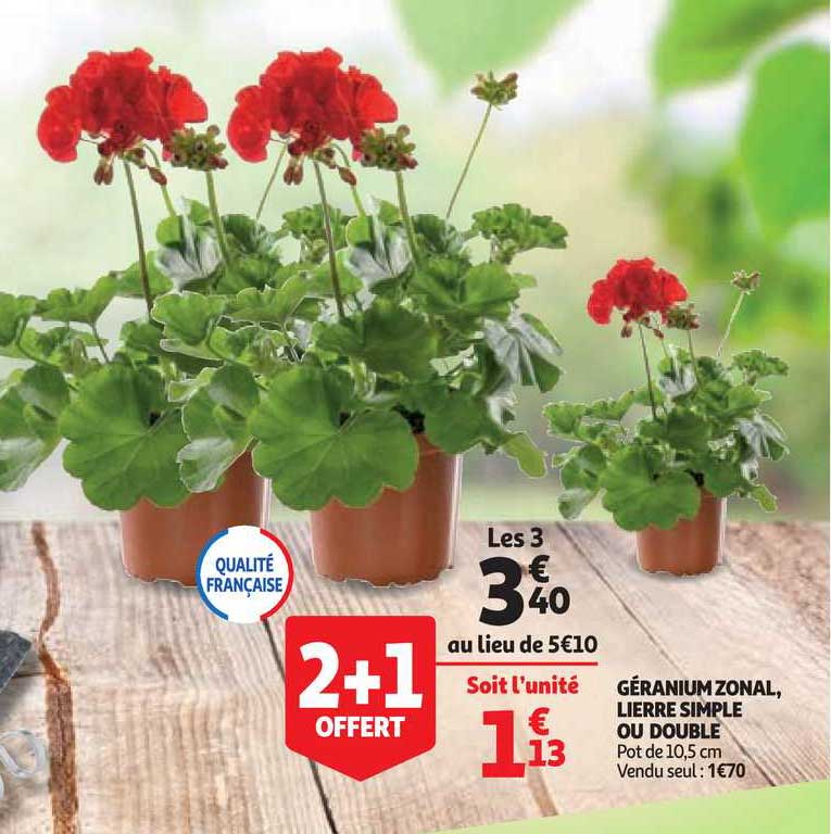 géranium zonal, lierre simple ou double