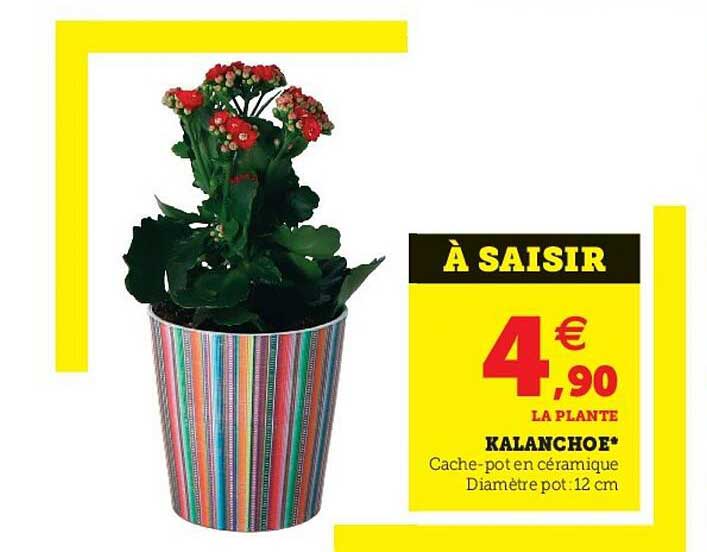 Kalanchoe
