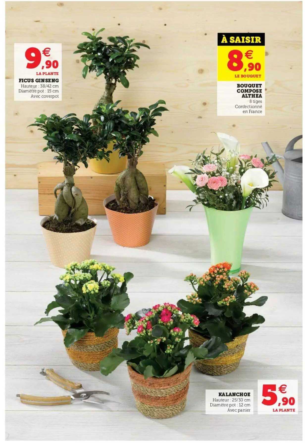 Ficus Ginzeng, Bouquet Composé Althea, Kalachoe