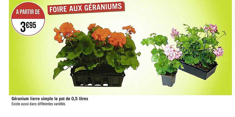 géranium lierre simple le pot de 0,5 litres