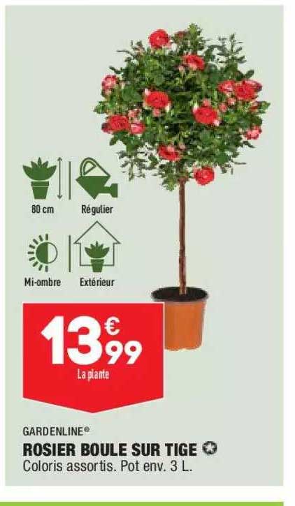 rosier boule sur tige gardenline