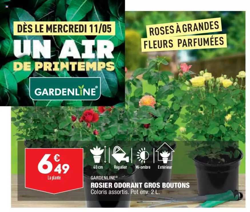 rosier odorant gros boutons gardenline