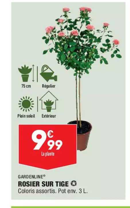 rosier sur tige gardenline