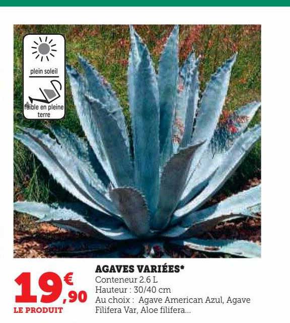 agaves variées