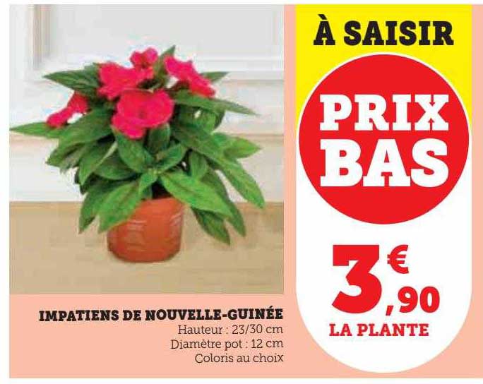 Impatiens De Nouvelle-guinée