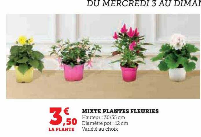 mixte plantes fleuries