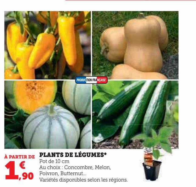 plants de légumes
