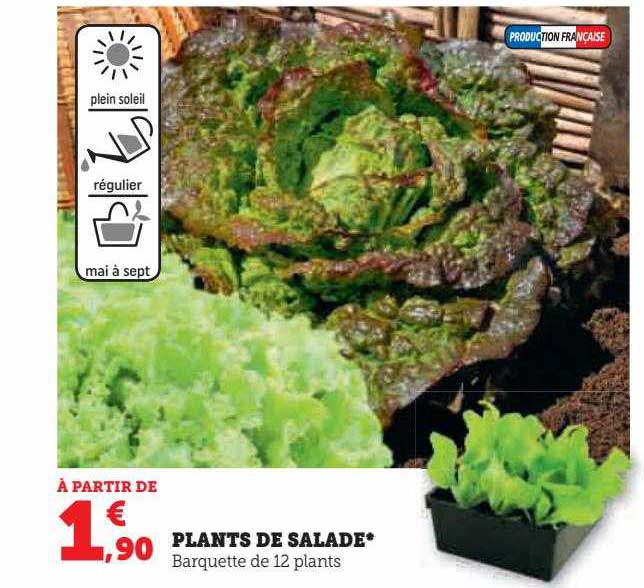 plants de salade