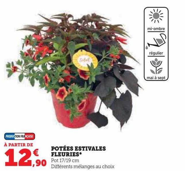 potées estivales fleuries