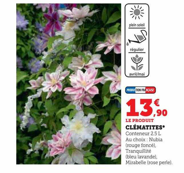 clématites