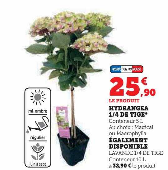 hydrangea 1-4 de tige également disponible