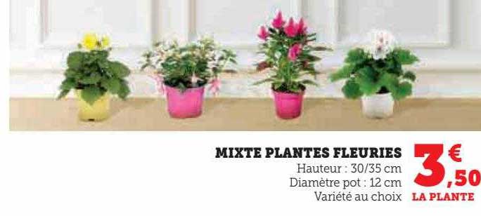 Mixte Plantes Fleuries