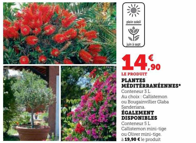 plantes méditerranéennes